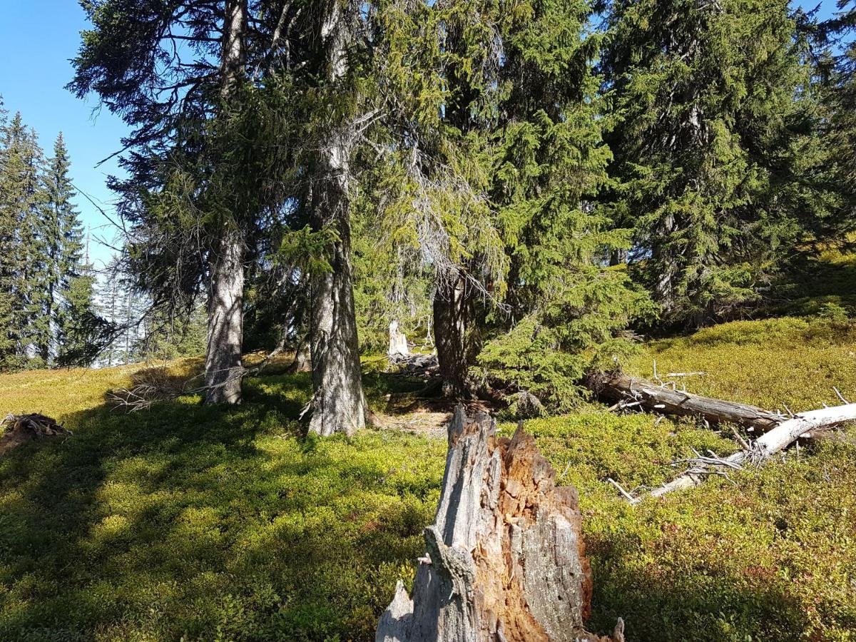 Fesengut Hotel Annaberg im Lammertal Luaran gambar