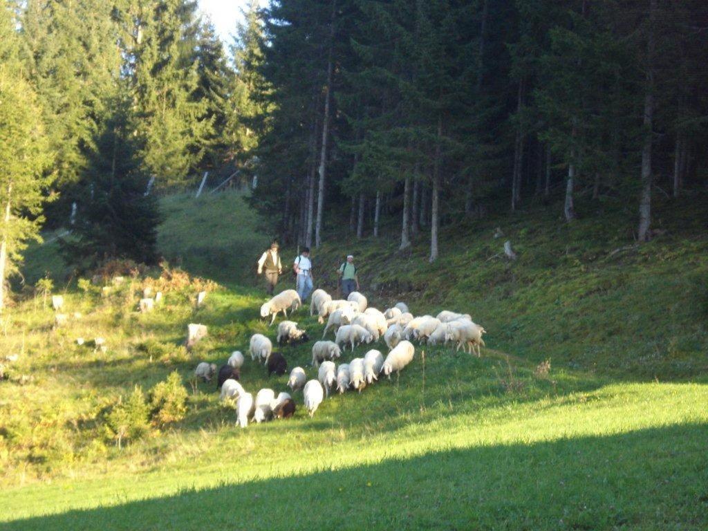 Fesengut Hotel Annaberg im Lammertal Luaran gambar